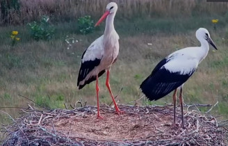 Imagen de vista previa de la cámara web Storks Dziwogóra